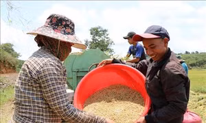 Khi đồng bào M’Nông học nghề trồng lúa nước