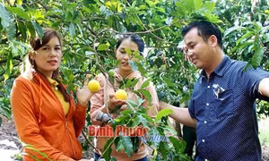 Ông Nguyễn Viết Vị trồng vú sữa hoàng kim cho hiệu quả kinh tế cao