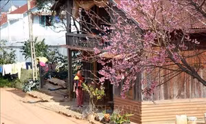 Mai anh đào khoe sắc trên phố núi Đà Lạt