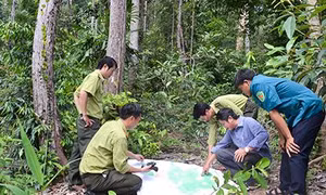 Huyện biên giới Ia H’Drai nỗ lực giữ rừng