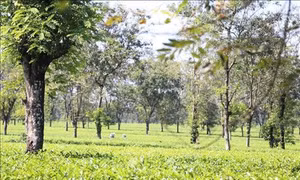 Mùa chè trên Tây Nguyên