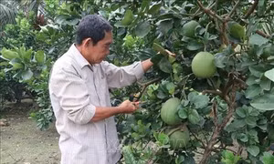 Nhiều sản phẩm tiêu biểu của Tiền Giang được lựa chọn để chuẩn hóa và phát triển