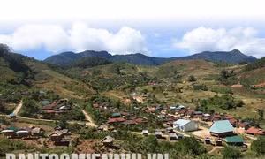 Người Xê-đăng phát triển cây dược liệu