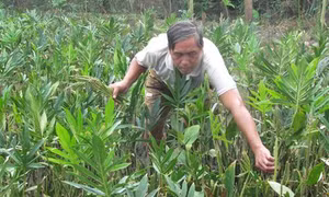 Anh Lê Văn Hoàng trồng rau móp nâng cao thu nhập 