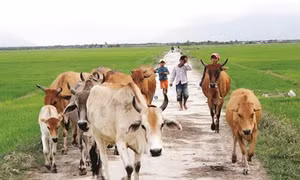 Ninh Hải hỗ trợ đồng bào dân tộc cải thiện đời sống