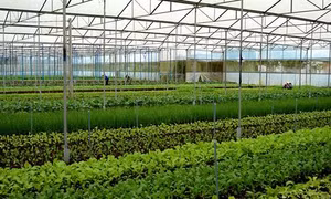 Trên 600 tỷ đồng cho phát triển vùng sản xuất rau an toàn ở Quảng Ngãi