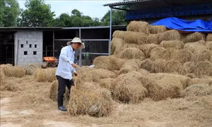 Giải pháp hữu hiệu xử lý rơm rạ sau thu hoạch ở Thừa Thiên - Huế