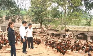Mô hình chăn nuôi gà sạch thả đồi cho hiệu quả kinh tế cao ở Tân Lập