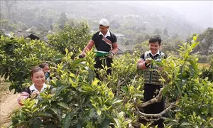 Nhiều giải pháp nhằm duy trì vùng chè Văn Chấn