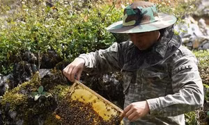 Làm giàu từ nuôi ong bạc hà