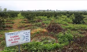 Nguy cơ bùng phát bọ cánh cứng gây hại trên cây cà phê ở Kon Tum
