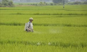 Bệnh đạo ôn gây hại trên cây lúa gia tăng ở Điện Biên