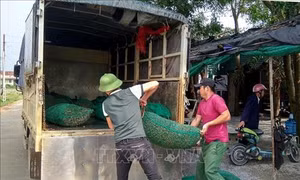 Khuyến cáo người dân không nuôi ốc bươu vàng dù thương lái thu mua