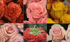 Những điều thú vị về Ngày lễ Valentine