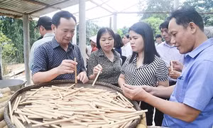  Nhân rộng mô hình sản xuất ống hút thân thiện với môi trường