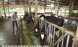 “Đất thép” Củ Chi ươm mầm nông nghiệp chất lượng cao
