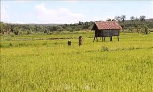 Gia Lai chủ động ứng phó hạn hán