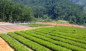 Khu Bảo tồn thiên nhiên Xuân Liên nhân giống cây giổi ăn hạt để phục vụ trồng rừng gỗ lớn