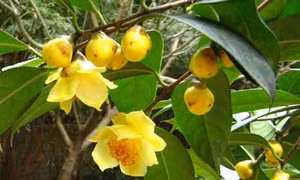 Quảng Ninh bảo tồn và phát triển bền vững cây trà hoa vàng