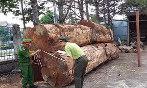 Đắk Nông: Khởi tố nhóm đối tượng khai thác gỗ trái phép trong rừng phòng hộ