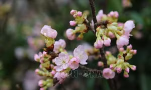 Hoa anh đào khoe sắc trước giờ khai mạc Lễ hội hoa Anh đào Nhật Bản - Hà Nội 2019