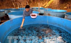 Phát triển nghề nuôi cá nước lạnh tỉnh Lâm Đồng