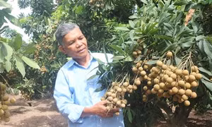 Nhãn thu hoạch sớm có giá cao gấp đôi