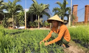 Hiệu quả từ mô hình trồng măng tây trên vùng đất pha cát huyện Đất Đỏ