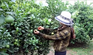 Trồng chanh tứ mùa cho thu nhập cao ở huyện Hàm Yên