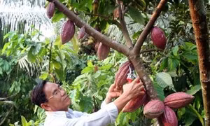 Hiệu quả kép từ trồng ca cao xen dừa 