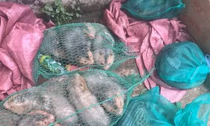 Bảo vệ động vật hoang dã (Bài 2)
