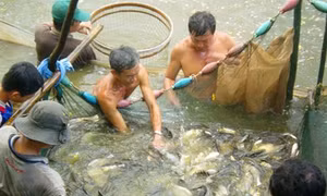 Mắm cá đồng U Minh Thượng 
