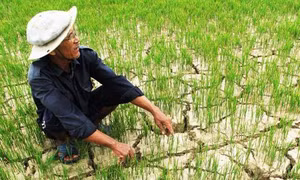 Trà Vinh khuyến khích sử dụng 4 giống lúa thích nghi với đất bị xâm nhập mặn