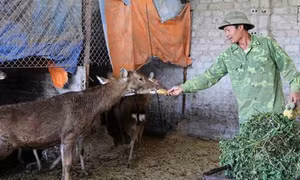 Anh Hoàng Đình Hiên nuôi hươu có thu nhập cao