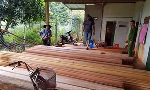 Vụ phá rừng quy mô lớn tại Đắk Lắk: Phát hiện thêm 500m3 gỗ