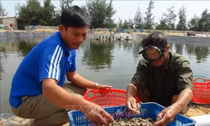 Quảng Bình: Nhân rộng mô hình nuôi ốc hương ở vùng ven biển