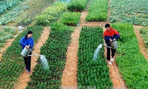 Quy định về bảo tồn nguồn gen giống cây trồng