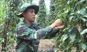 Bộ đội Bình Phước giúp người dân vùng biên thoát nghèo