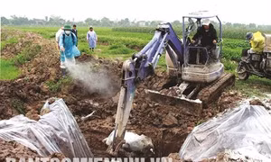 Ngăn ngừa và phòng chống dịch tả lợn Châu Phi