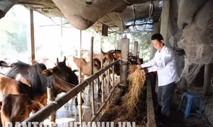 Lão nông Khmer vượt khó làm giàu