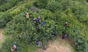 Hà Giang bảo tồn, nâng cao giá trị cây chè shan tuyết ở Hoàng Su Phì