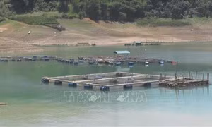 Nuôi cá lồng trên lòng hồ Hoà Bình cho thu nhập cao