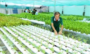 Trồng rau thủy canh xuất khẩu sang Hàn Quốc