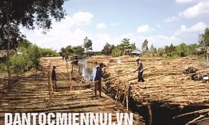 Đời sống đi lên nhờ cừ tràm