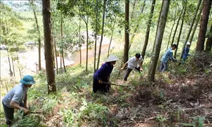 Lai Châu chủ động phòng, chống cháy rừng trong mùa hanh khô