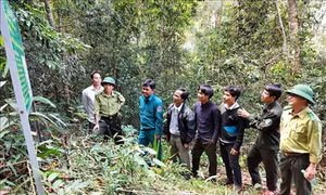 Hiệu quả từ giao khoán đất rừng cho cộng đồng ở vườn Quốc gia Kon Ka Kinh