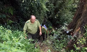 Tuyên Quang áp dụng hệ thống cảnh báo cháy rừng trên điện thoại thông minh của các lãnh đạo kiểm lâm