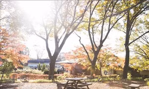 Đến Tokyo ngắm Thu vàng đến muộn