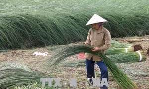 Trồng lác cho lợi nhuận gần 200 triệu đồng/ha/năm