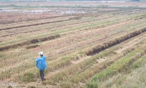 Thừa Thiên - Huế nhân rộng các mô hình xử lý rơm rạ sau thu hoạch